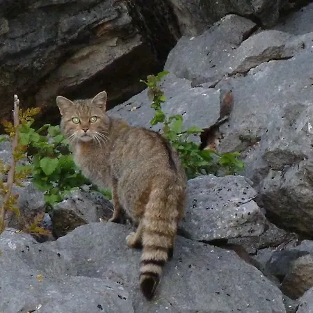Άγιος Γερμανός Άγιος Γερμανός