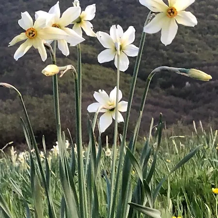 Άγιος Γερμανός