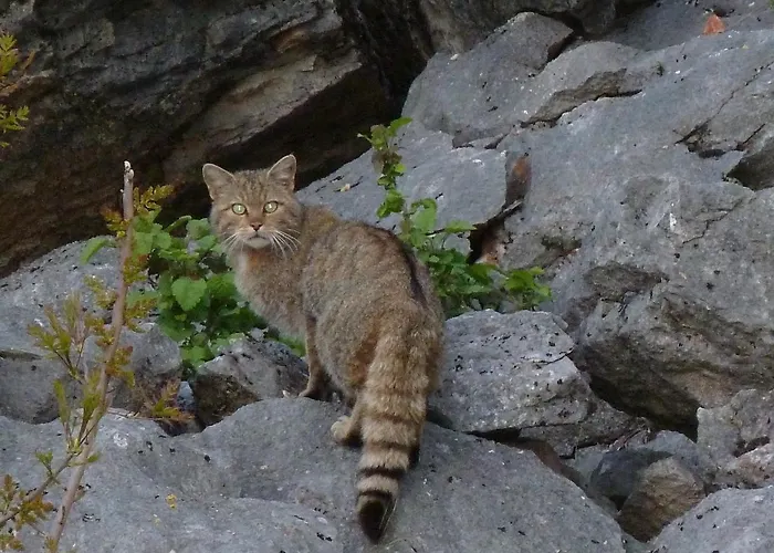Agios Germanos Hotel Agios Germanos