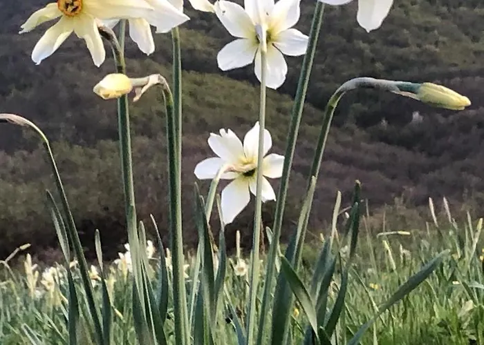 Agios Germanos hotel prespes